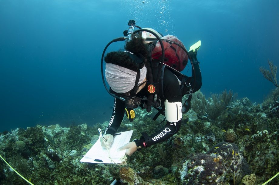 Identifican nuevas amenazas para los arrecifes de Bajos del Norte en Yucatán