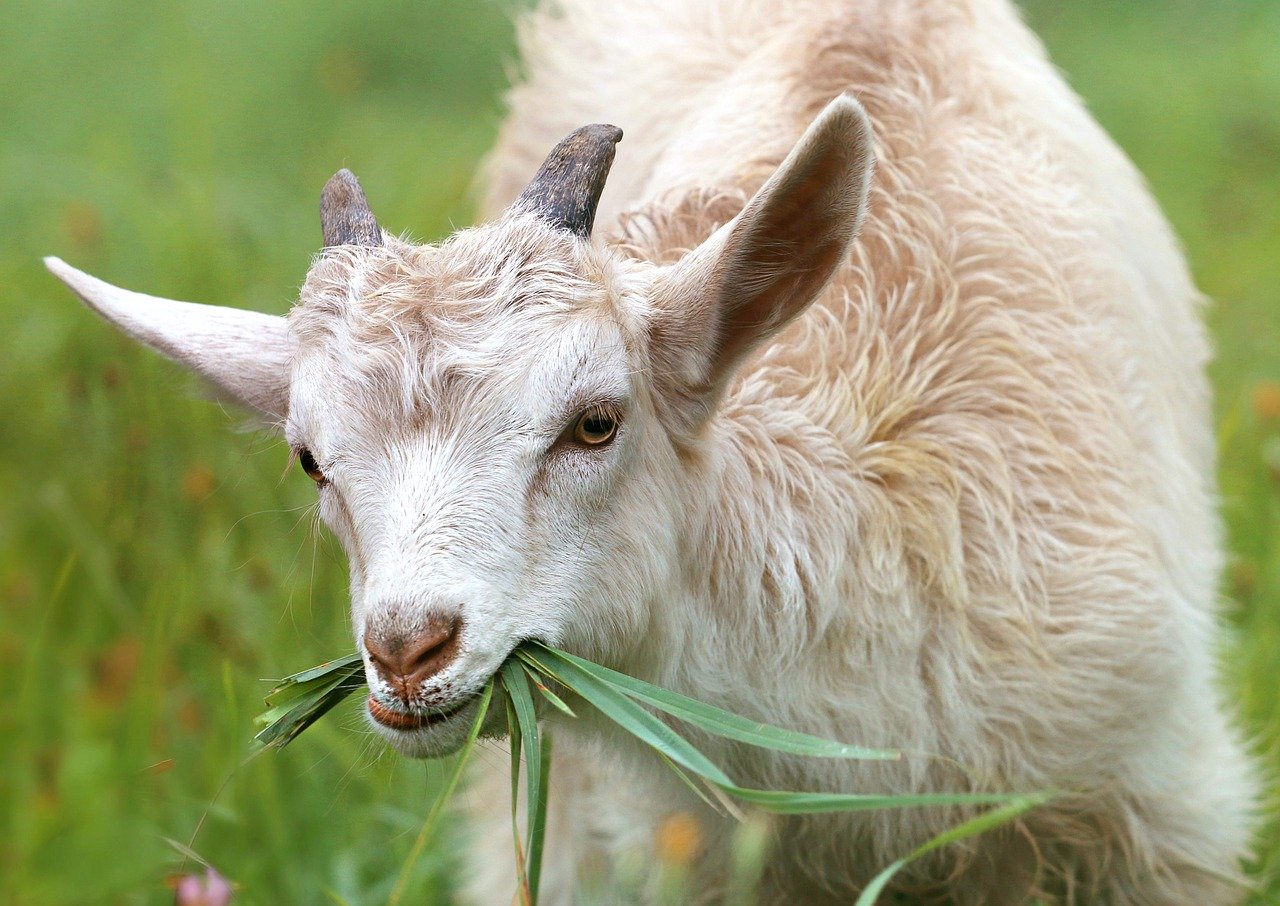 Ante la falta de regulación, caprinocultura se encuentra en riesgo, aseguran criadores de cabras