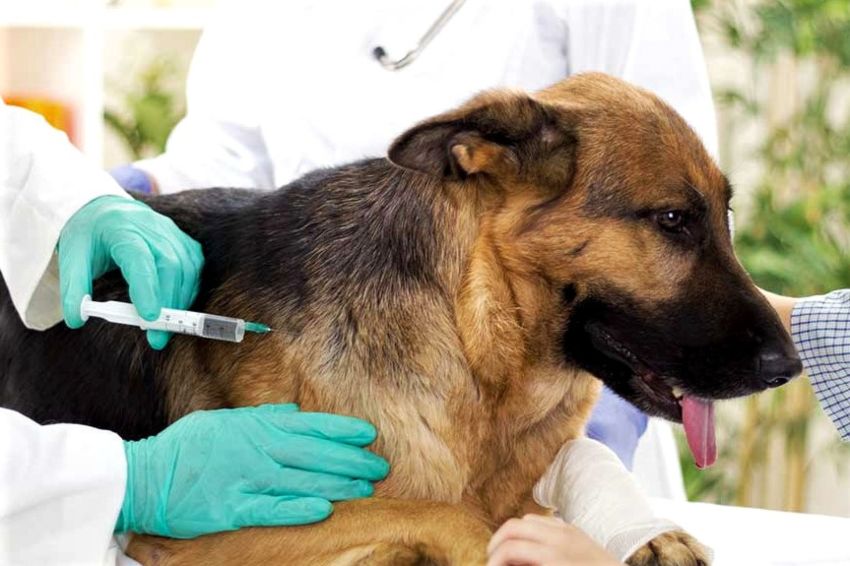 Arranca Jornada de Vacunación Antirrábica Canina y Felina en el Edomex