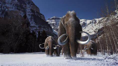 Colossal: la empresa que busca revivir a los mamuts