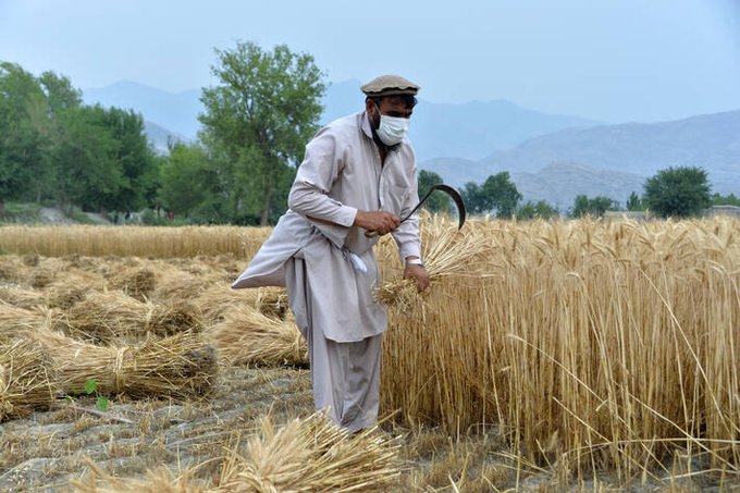 La FAO alerta sobre la grave sequía en Afganistán: urgen prestar apoyo agrícola en las zonas rurales