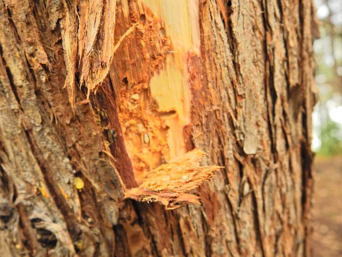 tratamiento fitosanitario a árboles de La Loma