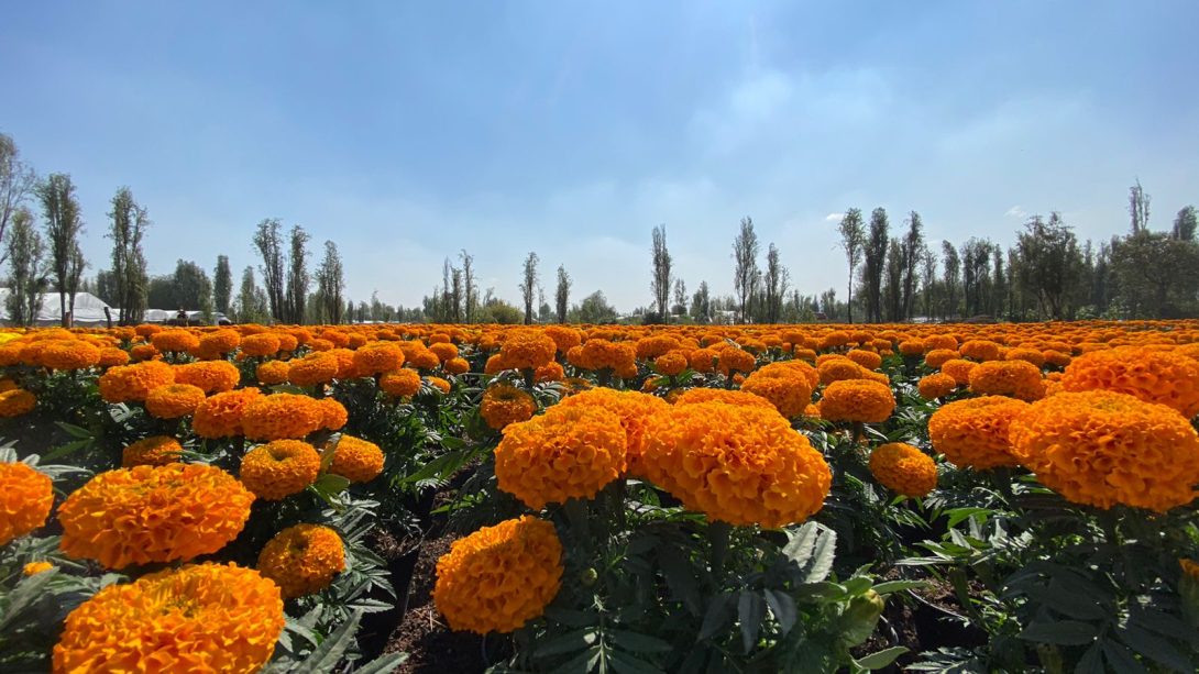 No tires las flores de cempasúchil de tu ofrenda! Puedes reciclarlas -  Almomento | Noticias, información nacional e internacional