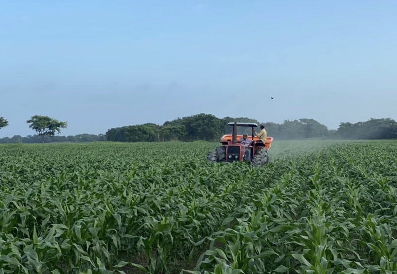 Niega Suprema Corte amparo a Monsanto contra uso del glifosfato en siembra de maíz y semillas transgénicas