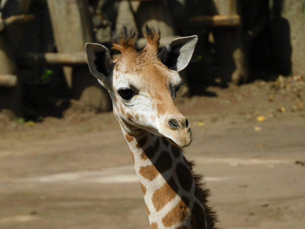 nace jirafa en el Zoológico de Chapultepec