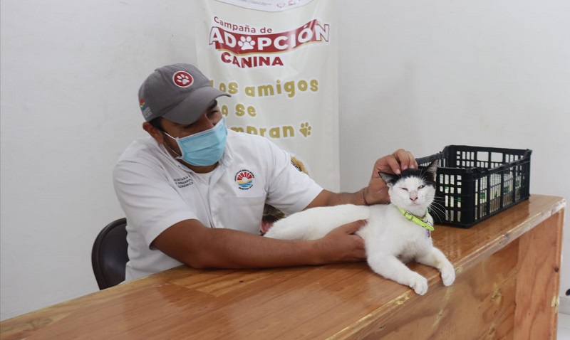 Exitosa jornada de desparasitación canina y felina en Cancún