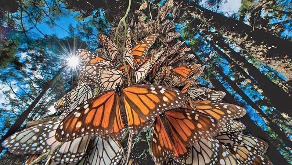 Preparativos en santuarios de Michoacán inician por arribo de unas 100 millones de mariposas monarca en los primeros días de noviembre.