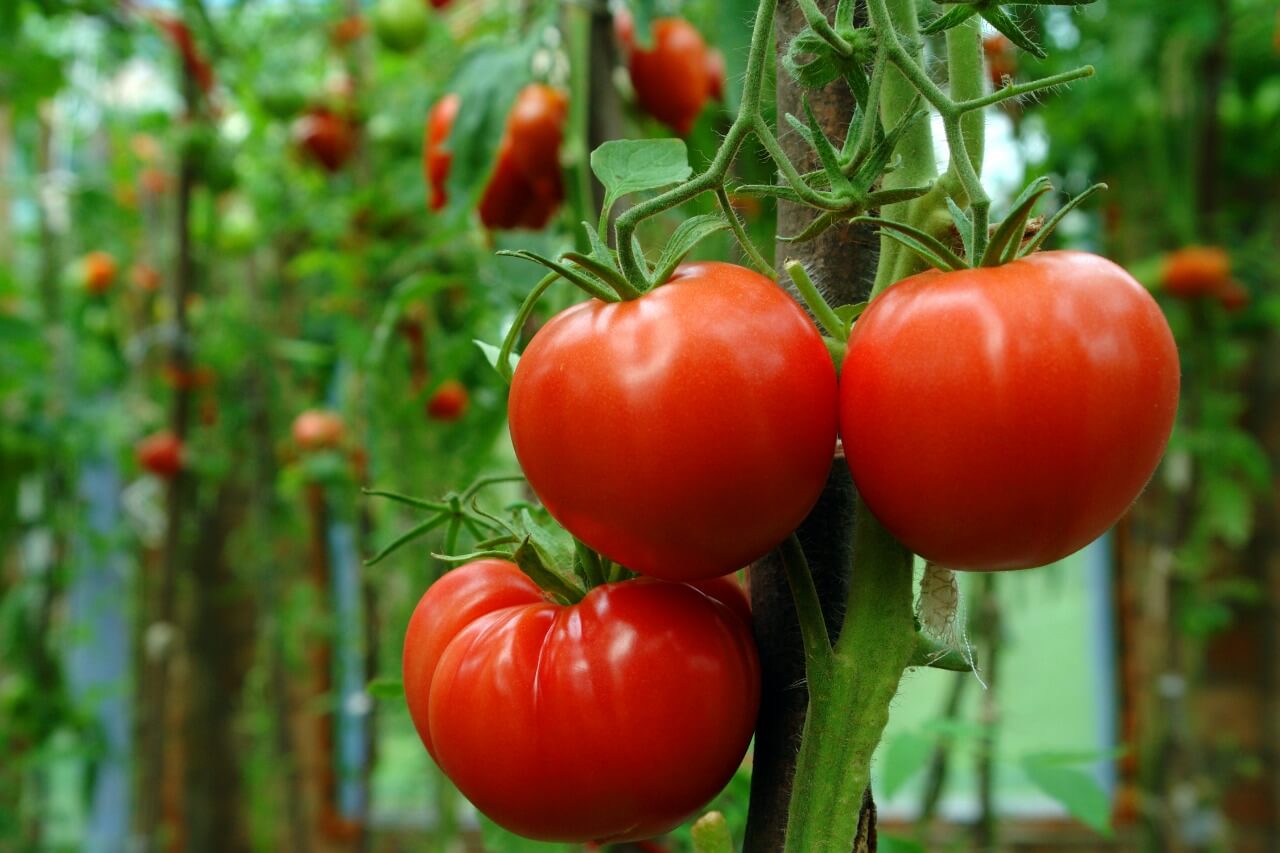 Estados Unidos suspende importación de tomates mexicanos