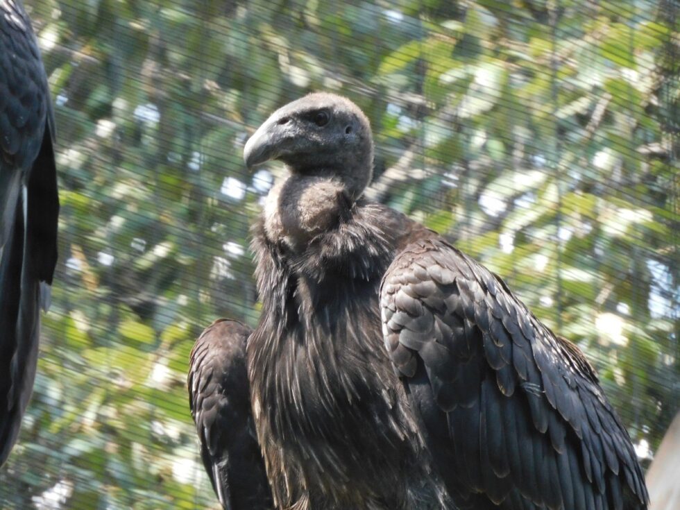 Cóndor de California