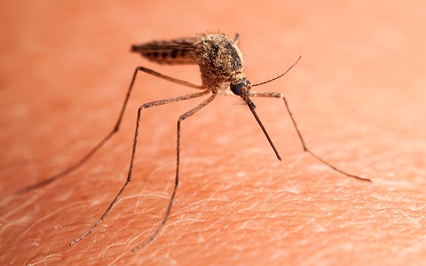 8 consejos para protegerse del Dengue y Zika tododisca.com