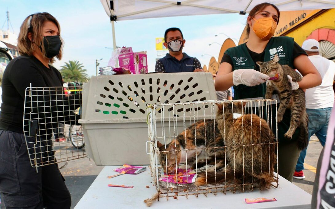 Rescatan a 35 gatos tras incendio en el Mercado de Sonora