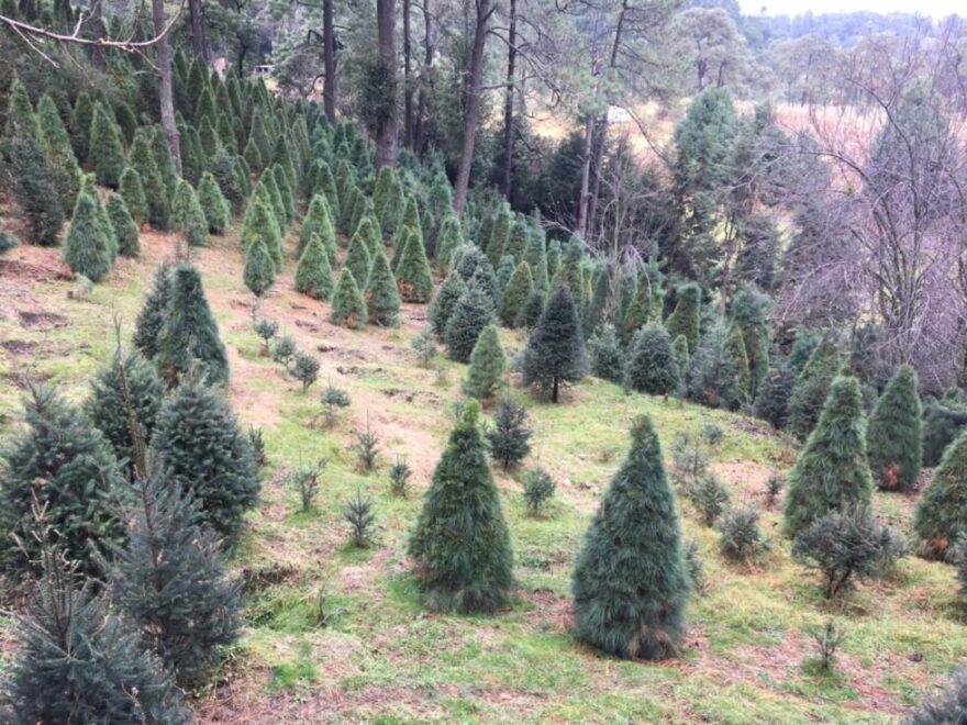 Sedema enaltece el trabajo de productores de árboles de Navidad