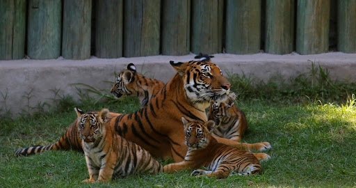 Cuatro cachorros de tigre de bengala nacen en el zoológico entrelineas.com.mx