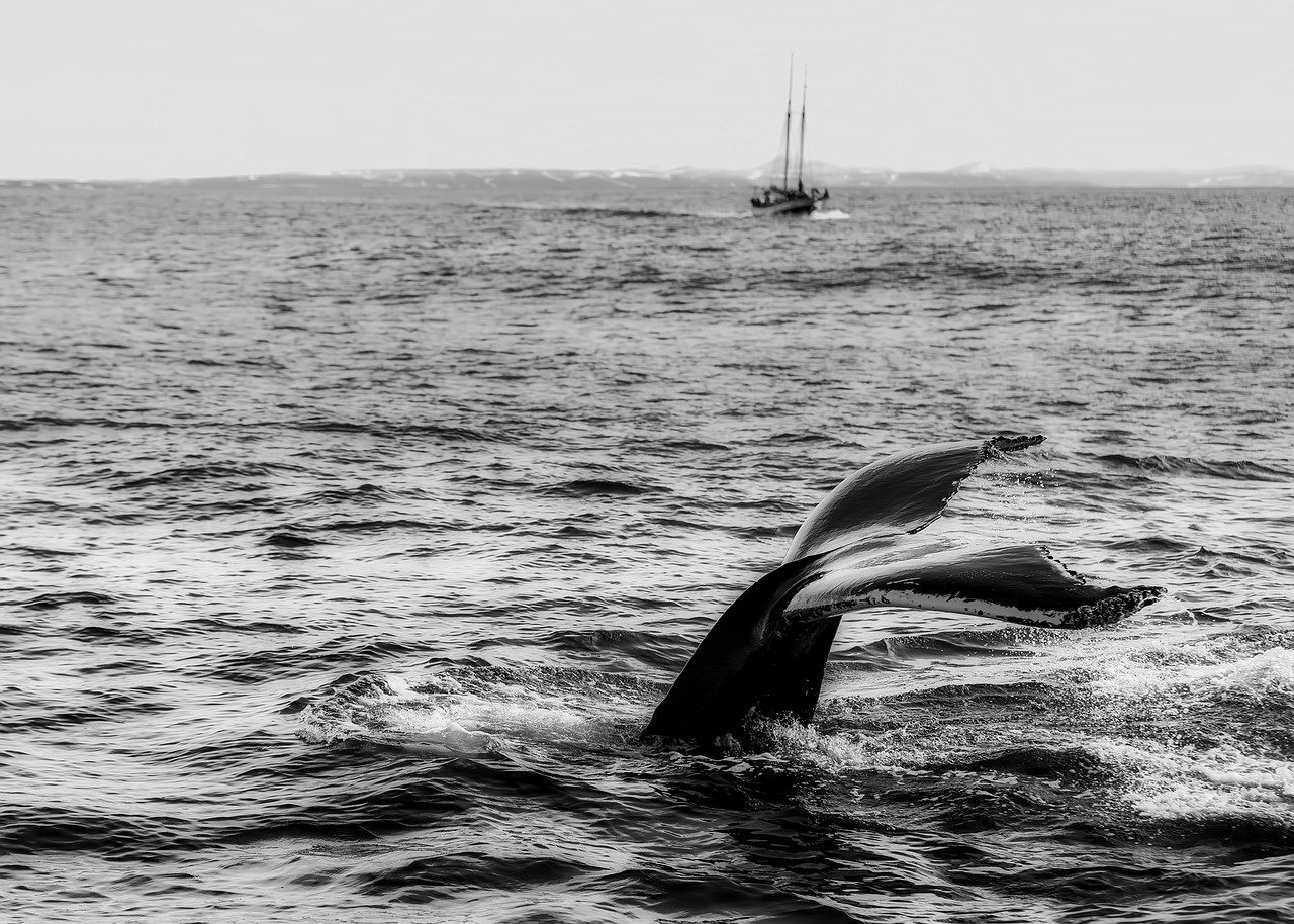 Ya inició el avistamiento de ballenas. Checa dónde puedes observar a la ballena gris