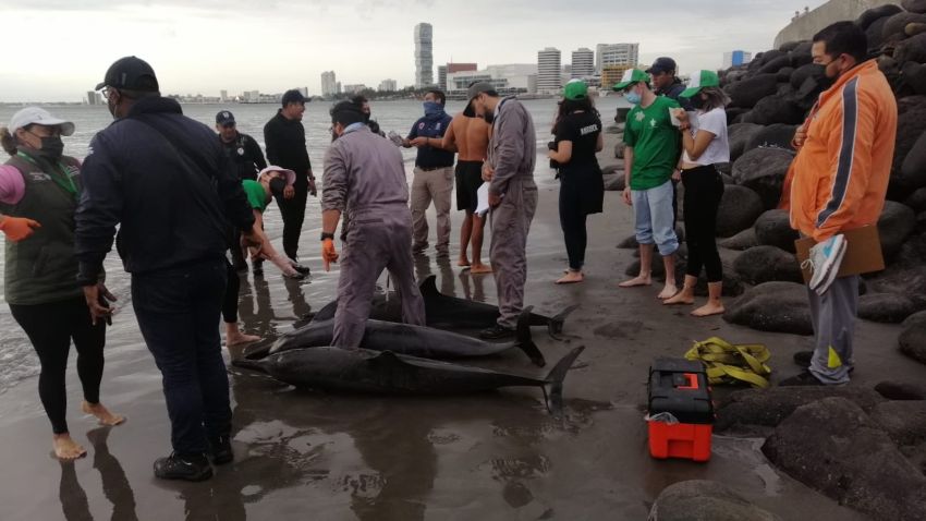 Hallan a diez delfines varados en Boca del Río debido al frente frío