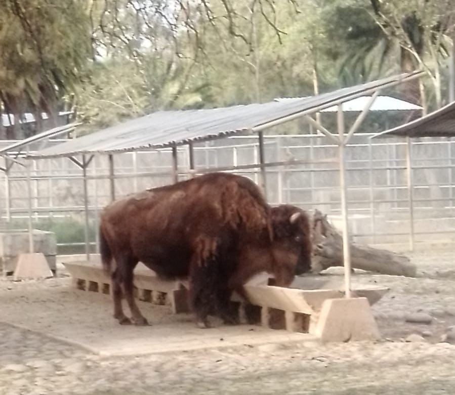 Murió ‘La Diabla’, una de las bisontes más longevas de CDMX