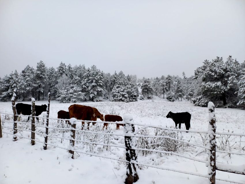 Durango, Chihuahua y Nuevo León reportan sus primeras nevadas del año