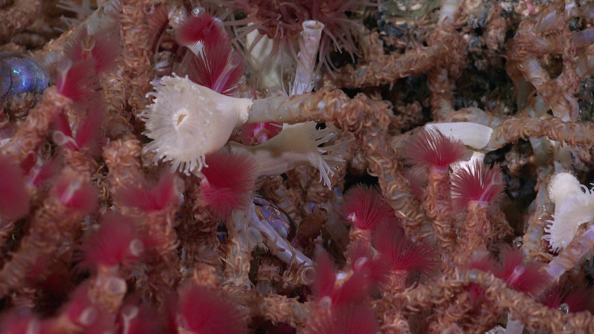 Descubren especies y fuentes hidrotermales únicas en Baja California con la ayuda del robot submarino ROV SuBastian.