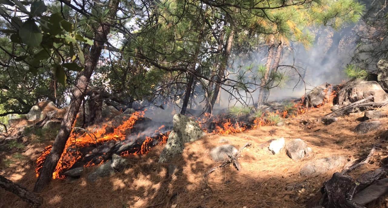 Arde sierra alta de Sonora, el incendio lleva varios días y aún las autoridades no han podido controlar las llamaradas.