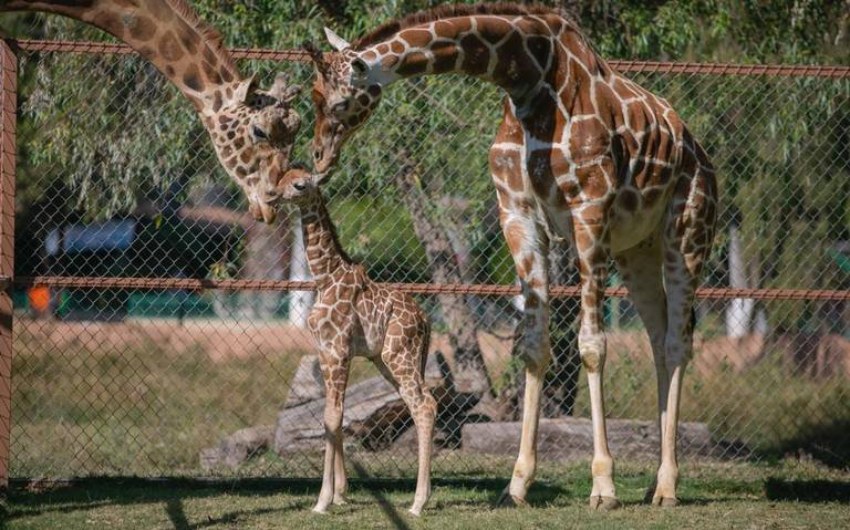 Nace jirafa macho en Zoológico de Morelia