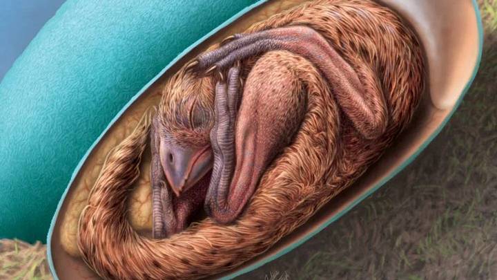 Embrión de oviraptosaurio