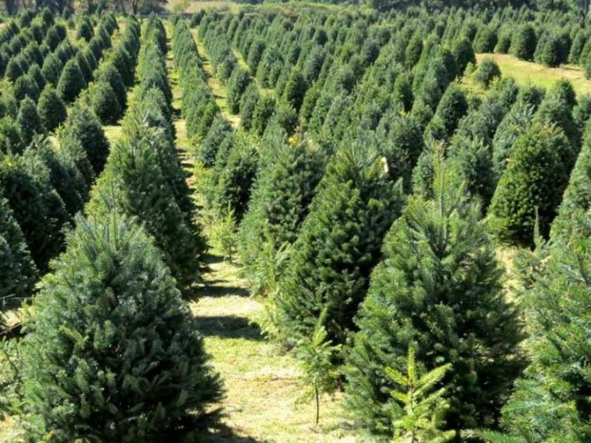 ¿Tu árbol de Navidad es natural?, checa estos centros de acopio a donde puedes llevarlo