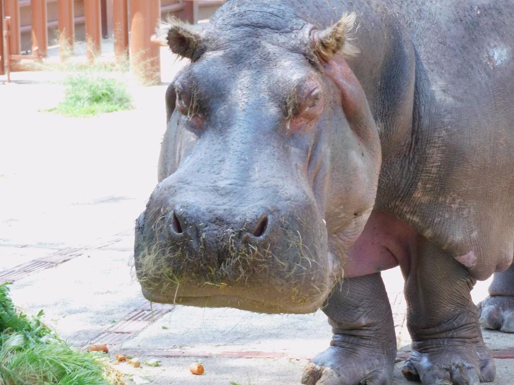 Fallece 'Inés', la hipopótamo más longeva del Zoológico de Aragón