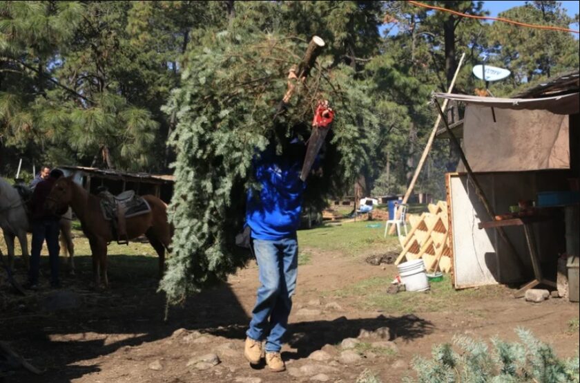 Tlalpan abrirá centros de recolección de árboles de Navidad 