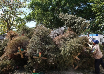 Instalan cinco centros de acopio de árboles navideños en Mérida