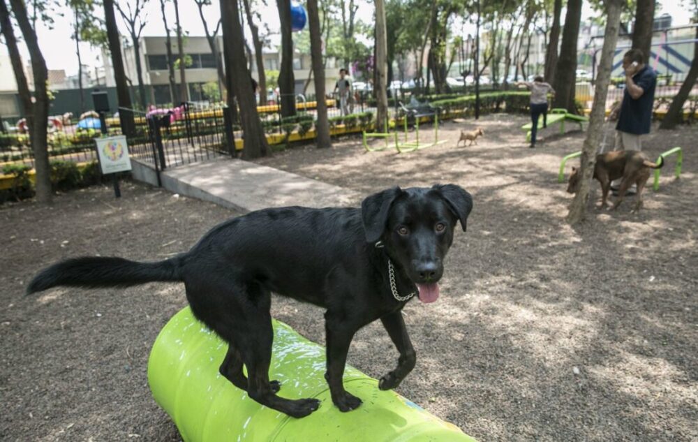 Proponen hasta 6 años de prisión a quien asesine animales con cohetes