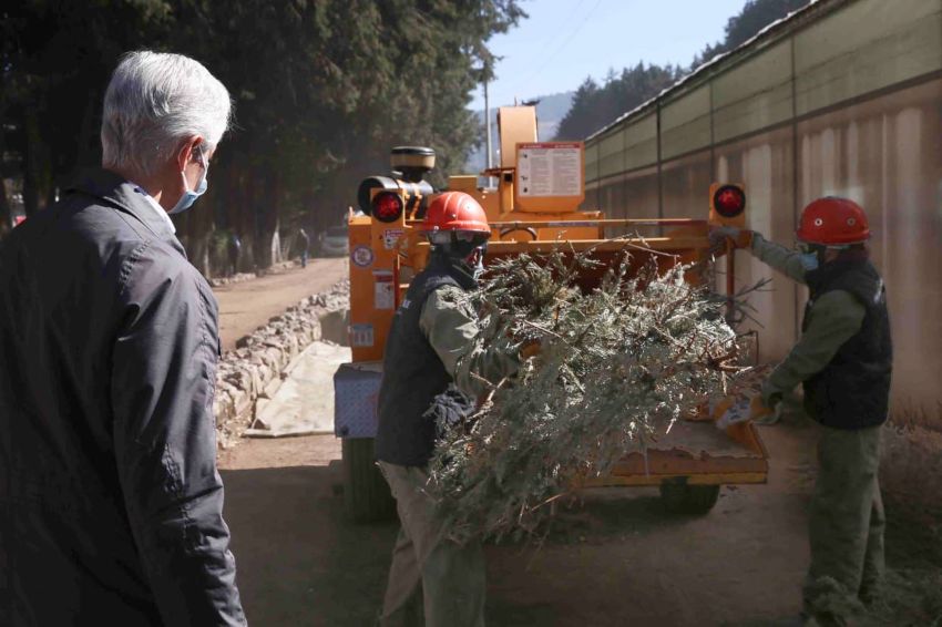 En Edoméx, arranca acopio de árboles de Navidad a cambio de árboles frutales