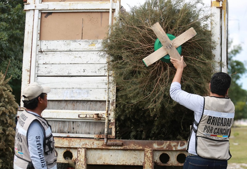 Instalarán en Benito Juárez centros de acopio para árboles de Navidad