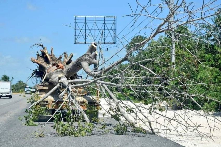 En carretera Cancún-Tulum no hubo tala de árboles sino trasplante