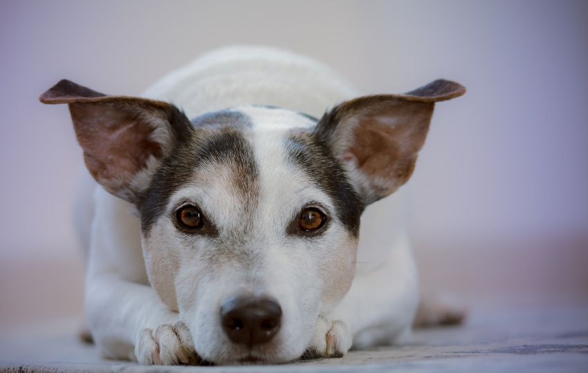 Hay jornada de esterilización canina y felina gratuita en Aguascalientes