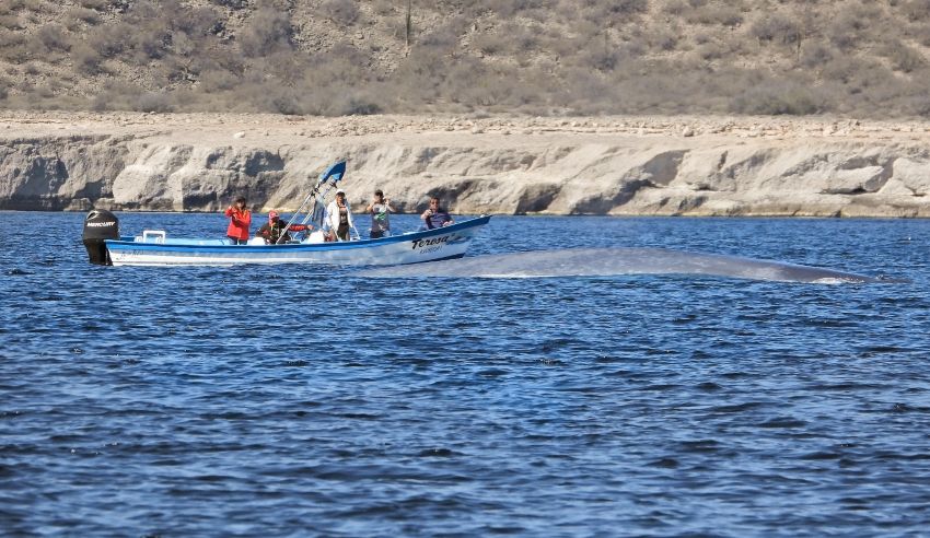 Llegan las primeras ballenas azules a Baja California Sur