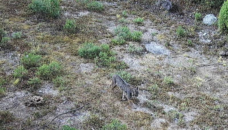 Captan a un lince en el Desierto de los Leones