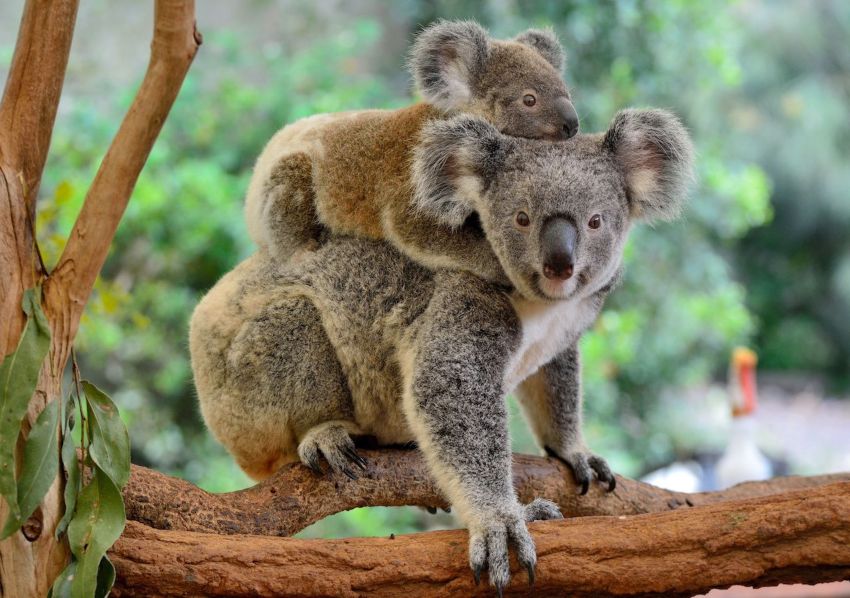 El koala es oficialmente una especie en peligro de extinción