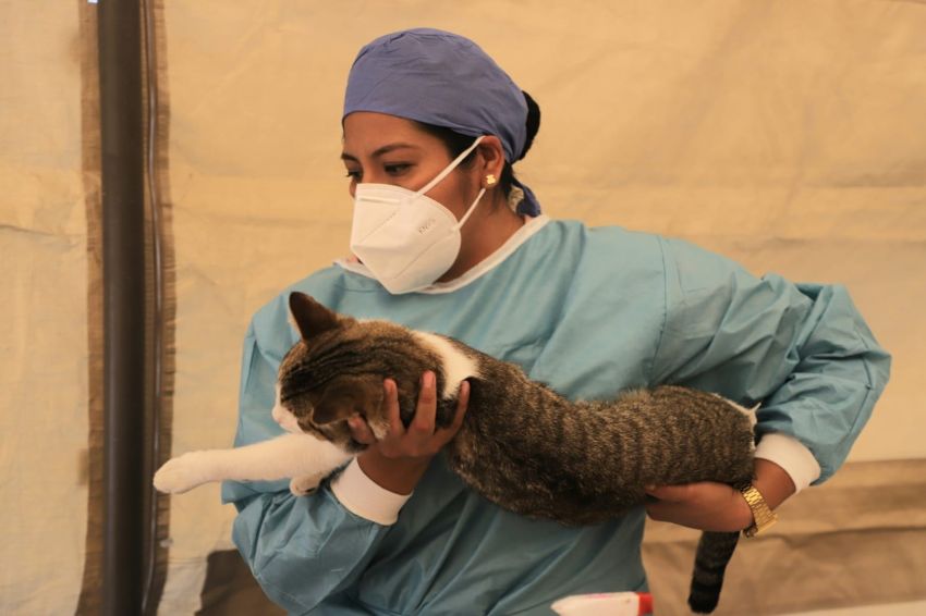 Concluye Jornada de Esterilización en Tlalpan con 122 cirugías