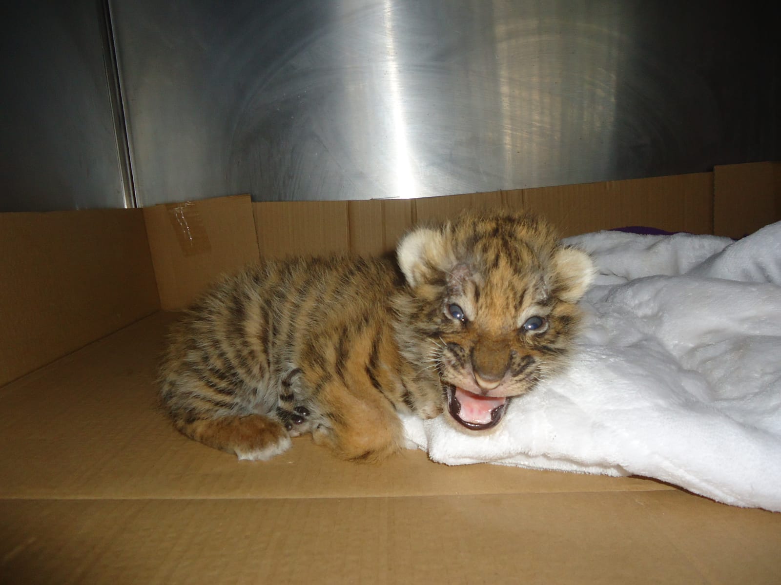 Rescatan a cachorro de tigre en Guanajuato