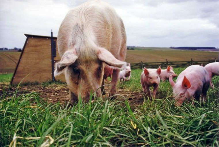 El bienestar animal diferencia el sector ganadero de Reino Unido respecto a otros países, según AHBD