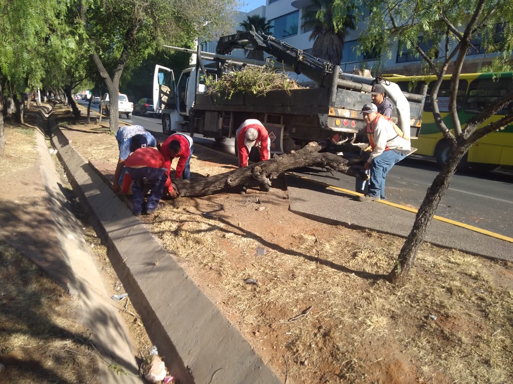 Gobierno de Zacatecas realiza acciones de limpieza en vialidades, parques y jardines
