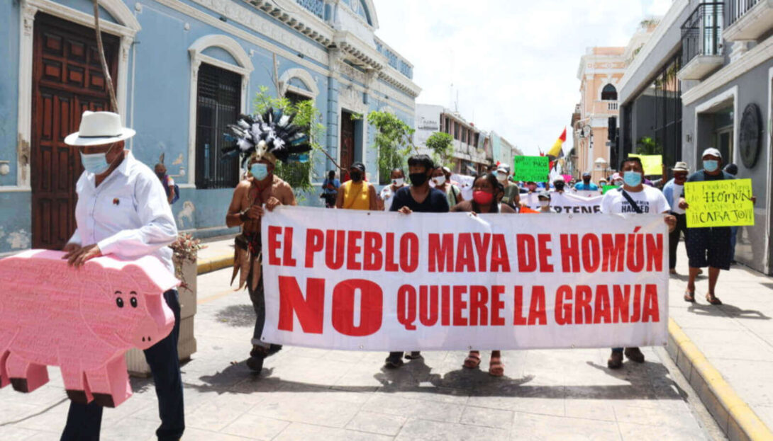 Juez mantiene suspensión de actividades de mega granja porcina en Yucatán