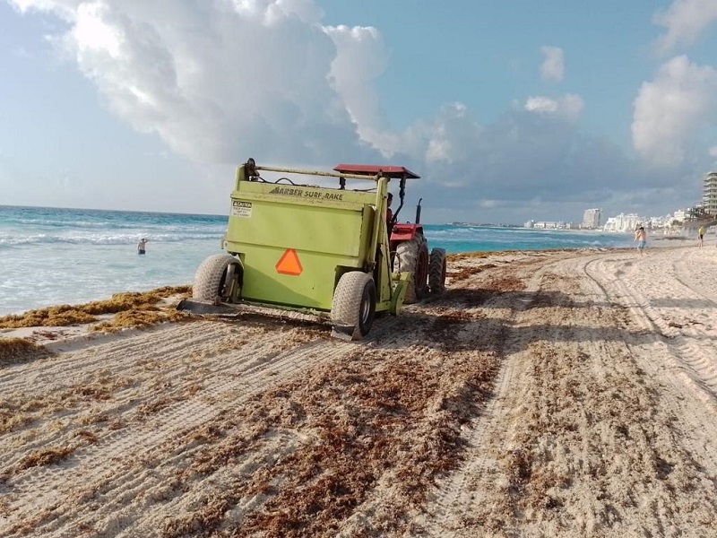 Trabajo coordinado para limpieza de sargazo en Cancún