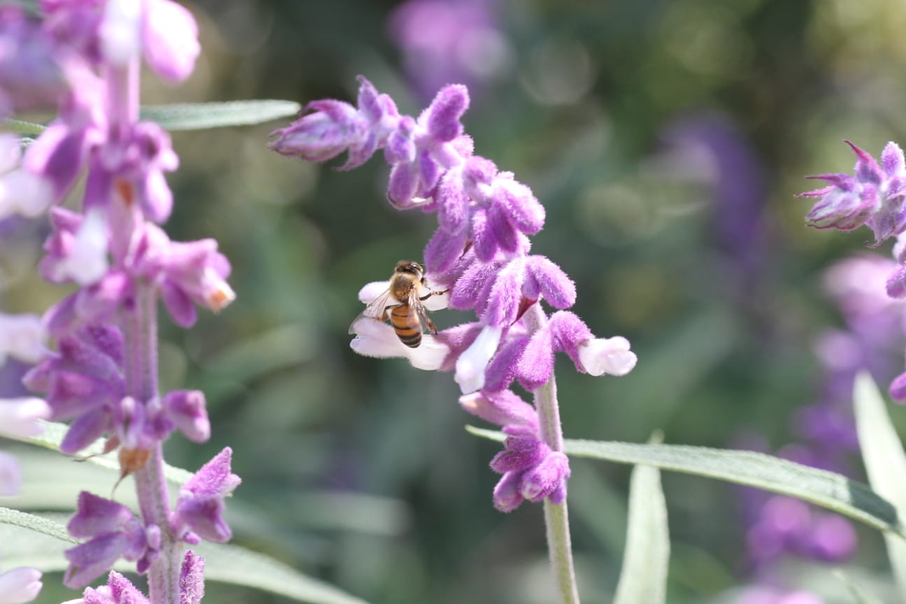 Abejas CDMX