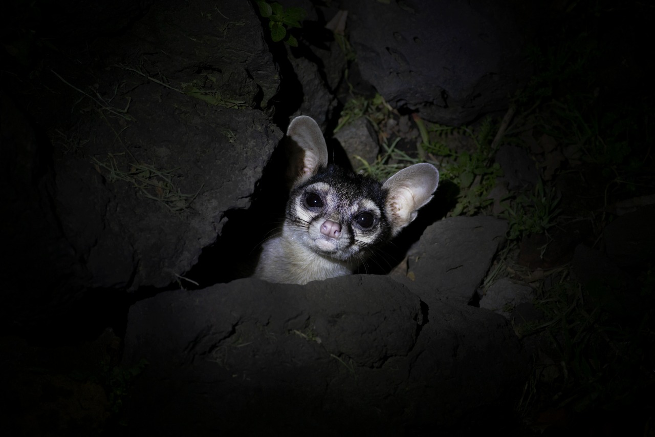 Fauna de la Ciudad de México