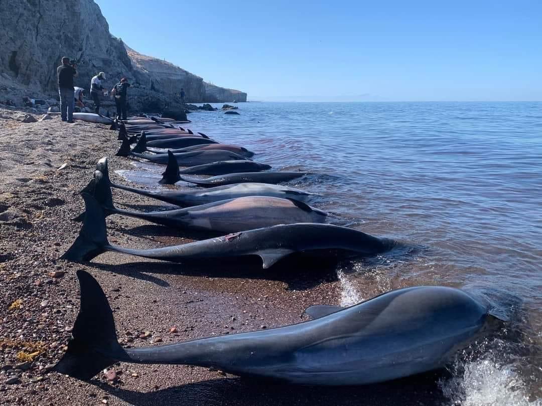 Investigan la muerte de 33 delfines en playas de Baja California Sur