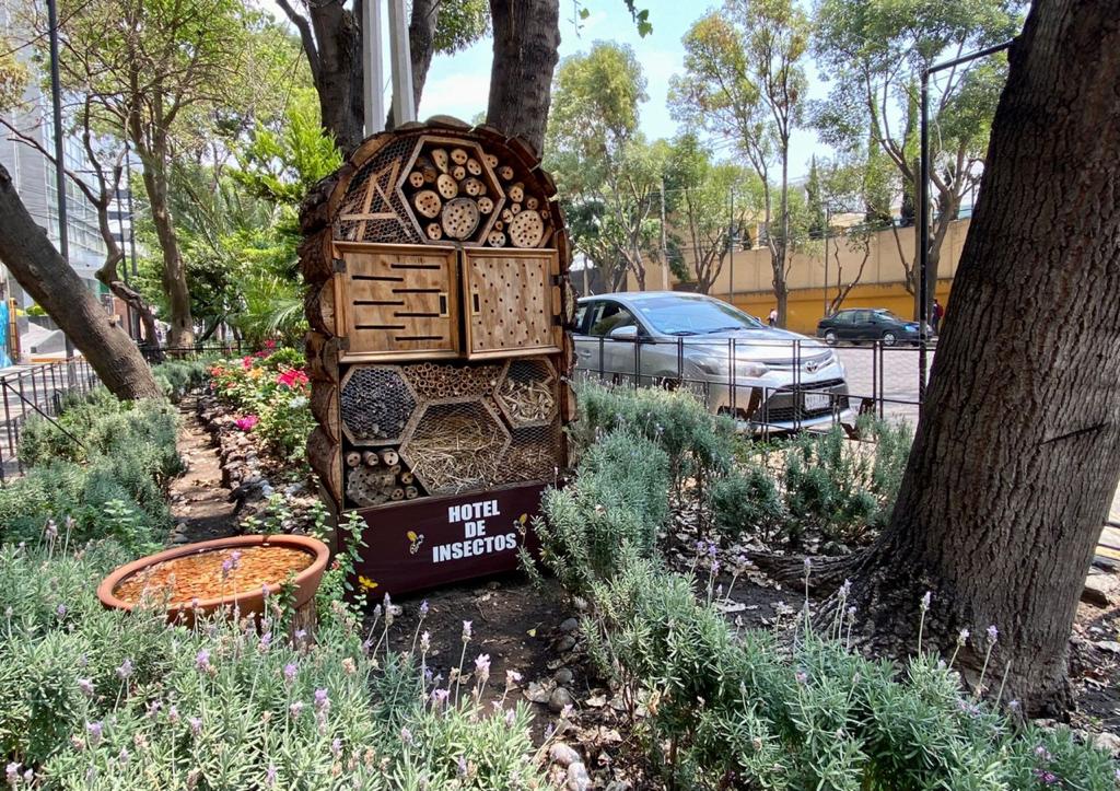 Se colocan bebederos para insectos en Avenida México-Coyoacán