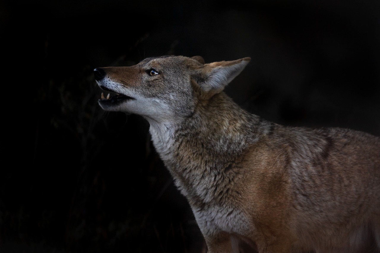 Fauna de la Ciudad de México