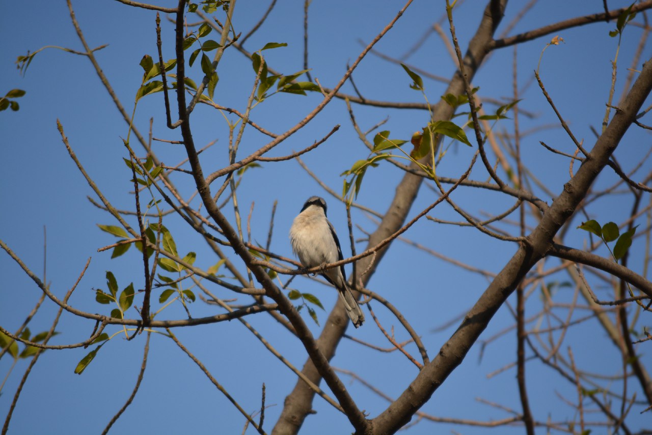 Avistamiento de especies