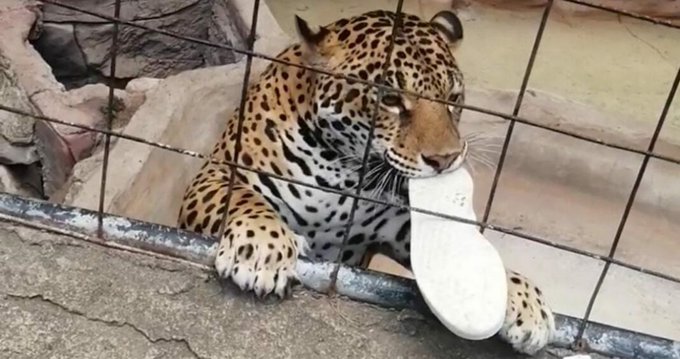 Jaguar ataca a menor que cruzó las barreras de seguridad en el Zoológico de León